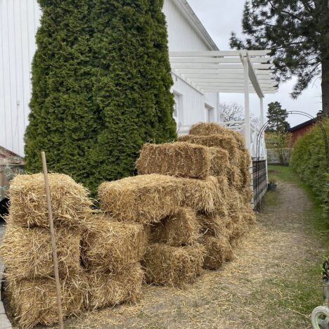 Grow hay bales, advantages, disadvantages and how to do it?